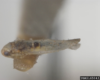 leafhopper, Balclutha neglecta  (Hemiptera: Cicadellidae) - 5165043