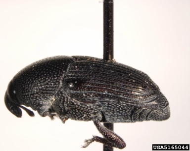 weevil, Baris interstitialis  (Coleoptera: Curculionidae) - 5165044