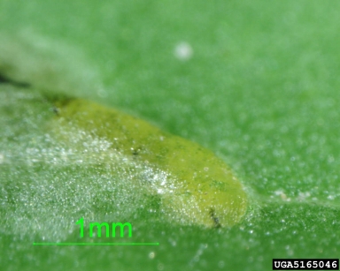 leafminer flies (  ) on basil (Ocimum spp. ) - 5165046