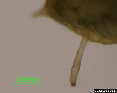 willow carrot aphid, Cavariella aegopodii  (Hemiptera: Aphididae) - 5165055