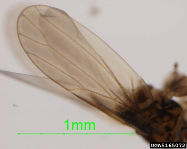 Ctenarytaina spatulata, Ctenarytaina spatulata  (Hemiptera: Psyllidae) - 5165072