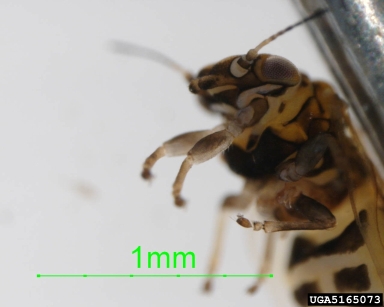 Ctenarytaina spatulata, Ctenarytaina spatulata  (Hemiptera: Psyllidae) - 5165073