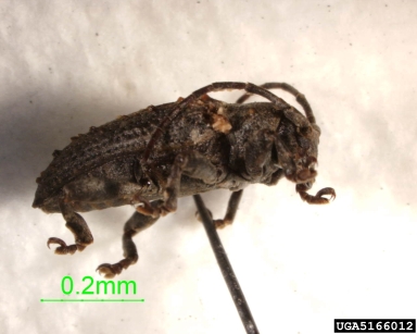 long-horned beetles,    (Coleoptera: Cerambycidae) - 5166012
