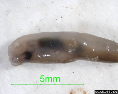 marsh slug, Deroceras laeve  (Stylommatophora: Limacidae) - 5166064