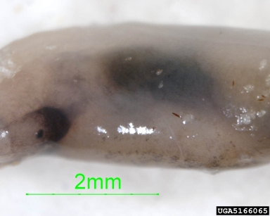 marsh slug, Deroceras laeve  (Stylommatophora: Limacidae) - 5166065