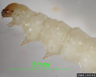 pickleworm, Diaphania nitidalis  (Lepidoptera: Crambidae) - 5166066