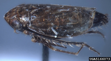 leafhopper, Deltocephalus pulicaris  (Hemiptera: Cicadellidae) - 5166073