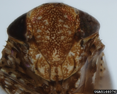 leafhopper, Deltocephalus pulicaris  (Hemiptera: Cicadellidae) - 5166076