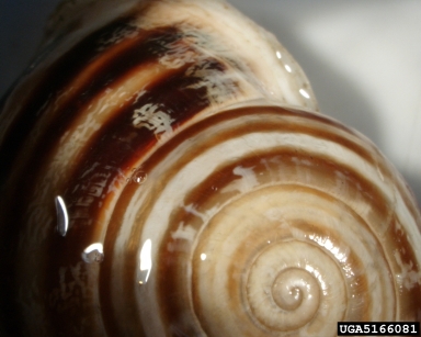 chocolate-band snail, Eobania vermiculata  (Stylommatophora: Helicidae) - 5166081