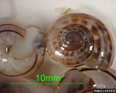 chocolate-band snail, Eobania vermiculata  (Stylommatophora: Helicidae) - 5166086