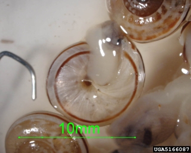 chocolate-band snail, Eobania vermiculata  (Stylommatophora: Helicidae) - 5166087