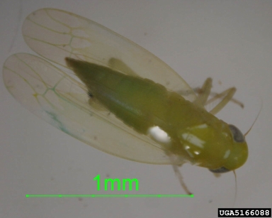 leafhoppers, Empoasca spp.  (Hemiptera: Cicadellidae) - 5166088
