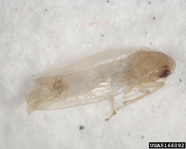 leafhoppers, Empoasca spp.  (Hemiptera: Cicadellidae) - 5166092