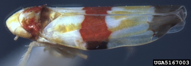 leafhopper, Erythroneura diva  (Hemiptera: Cicadellidae) - 5167003