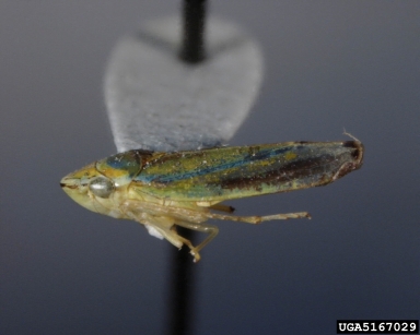 leafhoppers, Graphocephala spp.  (Hemiptera: Cicadellidae) - 5167029
