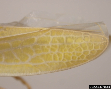 leafhoppers, Gyponana spp.  (Hemiptera: Cicadellidae) - 5167034