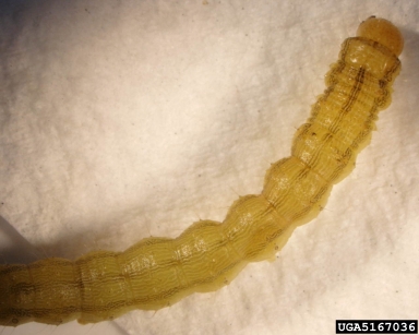 old world bollworm, cotton bollworm, Helicoverpa armigera  (Lepidoptera: Noctuidae) - 5167036