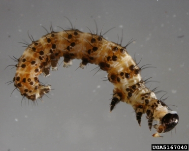 old world bollworm, cotton bollworm, Helicoverpa armigera  (Lepidoptera: Noctuidae) - 5167040
