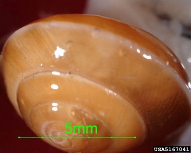girdled snail, Hygromia cinctella  (Stylommatophora: Hygromiidae) - 5167041