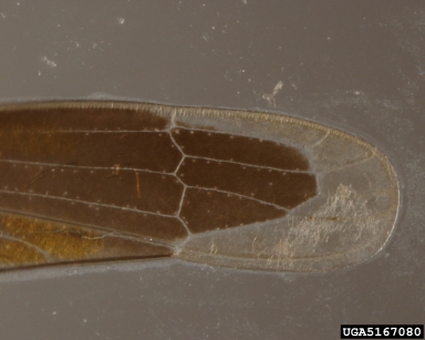 leafhopper, Hortensia spp.  (Hemiptera: Cicadellidae) - 5167080