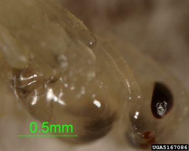 Ichneumonid wasps,    (Hymenoptera: Ichneumonidae) - 5167086