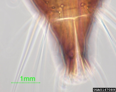 grain thrips, Limothrips cerealium  (Thysanoptera: Thripidae) - 5167089