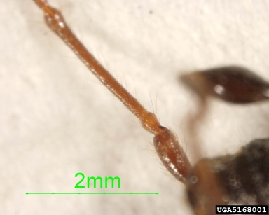 longhorn beetle, Molorchus minor  (Coleoptera: Cerambycidae) - 5168001