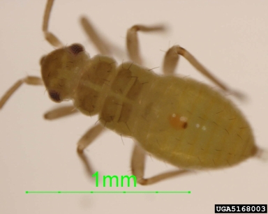 plant bug,    (Hemiptera: Miridae) - 5168003