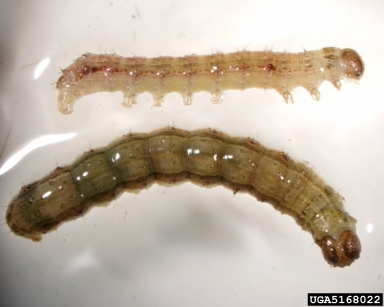 fall armyworm, Spodoptera frugiperda  (Lepidoptera: Noctuidae) - 5168022