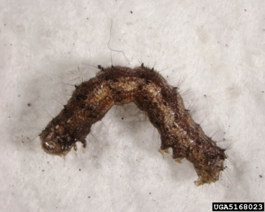 cutworms, loopers, owlet moths, and underwings,    (Lepidoptera: Noctuidae) - 5168023