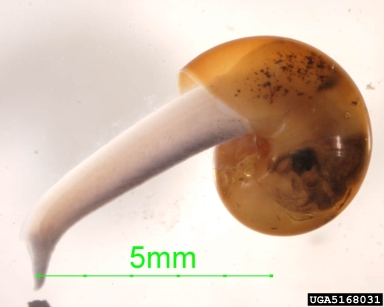 Ovachlamys fulgens, Ovachlamys fulgens  (Eupulmonata: Helicarionidae) - 5168031