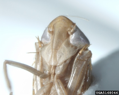 leafhoppers, Osbornellus spp.  (Hemiptera: Cicadellidae) - 5168046