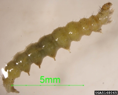 diamondback moth, Plutella xylostella  (Lepidoptera: Plutellidae) - 5168065