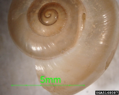 snail, Plagioptycha duclosiana salvatoris (Stylommatophora: Xanthonychidae) - 5168087