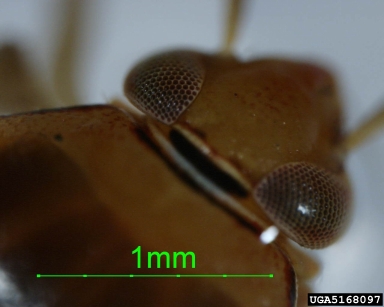plant bug, Proba sallei  (Hemiptera: Miridae) - 5168097