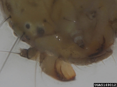 beet armyworm, Spodoptera exigua  (Lepidoptera: Noctuidae) - 5169012