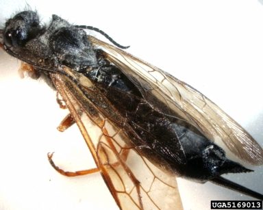 Sirex woodwasp, Sirex noctilio  (Hymenoptera: Siricidae) - 5169013