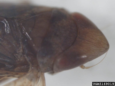 leafhoppers, Scaphytopius spp.  (Hemiptera: Cicadellidae) - 5169019