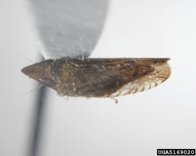 leafhoppers, Scaphytopius spp.  (Hemiptera: Cicadellidae) - 5169020