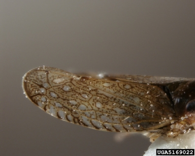 leafhoppers, Scaphytopius spp.  (Hemiptera: Cicadellidae) - 5169022