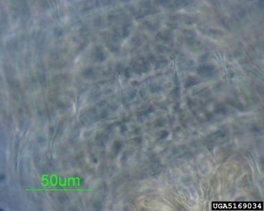 melon thrips, Thrips palmi  (Thysanoptera: Thripidae) - 5169034