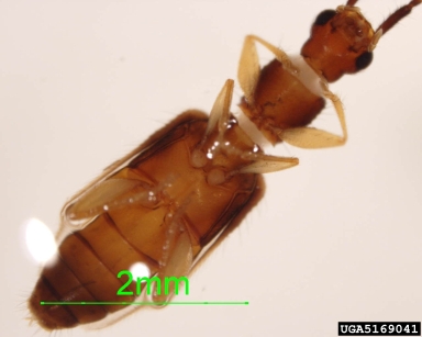flat bark beetle, Telephanus spp.  (Coleoptera: Silvanidae) - 5169041