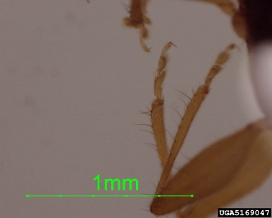 flat bark beetle, Telephanus spp.  (Coleoptera: Silvanidae) - 5169047