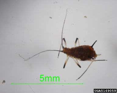 aphid, Uroleucon ambrosiae  (Hemiptera: Aphididae) - 5169059