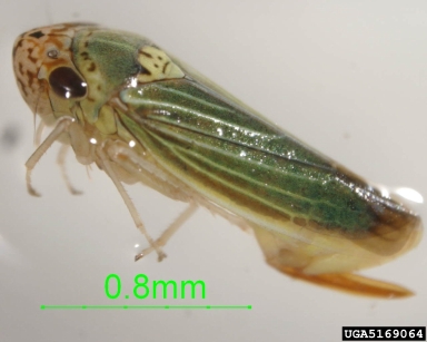 leafhopper, Xyphon sagittifera  (Hemiptera: Cicadellidae) - 5169064