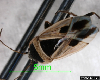 seed bug, Xanthochilus saturnius  (Hemiptera: Lygaeidae) - 5169071