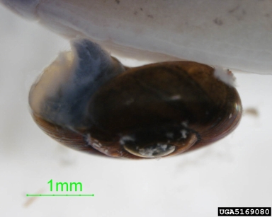 quick gloss, Zonitoides arboreus  (Stylommatophora: Zonitidae) - 5169080