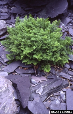parsley fern, Cryptogramma crispa  (Polypodiales: Pteridaceae) - 5169081