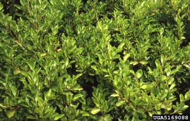 kapuka, Griselinia littoralis  (Apiales: Griseliniaceae) - 5169088