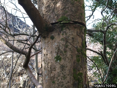 imbedded objects on Sycamore maple (Acer pseudoplatanus ) - 5170091